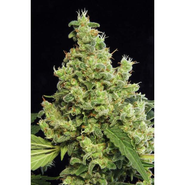 Dinafem Blue Hash 3 Stk feminisiert