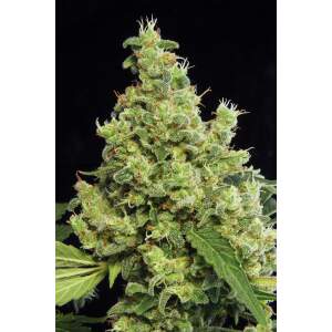 Dinafem Blue Hash 3 Stk feminisiert