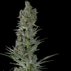 Trikoma Seeds Critical Plus Auto