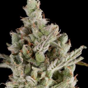 Trikoma Seeds Sweet Madness Auto
