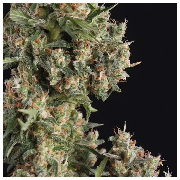 Trikoma Seeds AK-74 Auto 5 pcs feminised