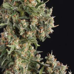 Trikoma Seeds AK-74 Auto 5 pcs feminised