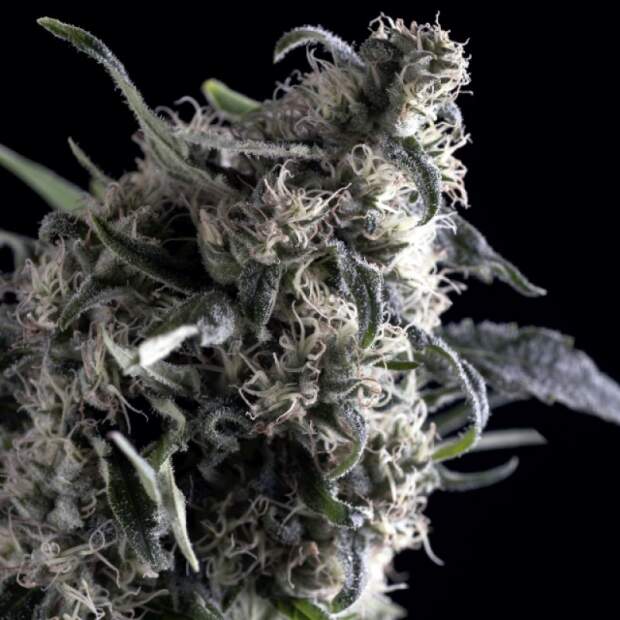 Trikoma Seeds Al Tiro Auto 5 Stk feminisiert