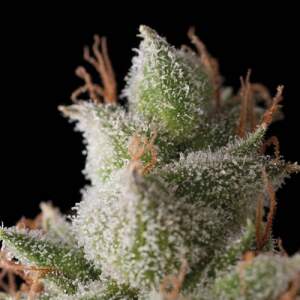 Trikoma Seeds White Widow Auto 5 pcs feminised
