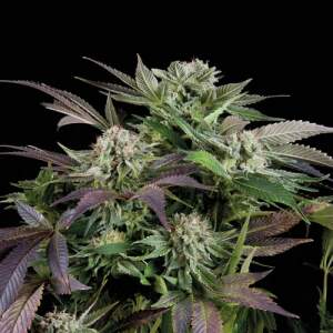 Trikoma Seeds Blueberry Auto 5 pcs feminised