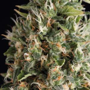 Trikoma Seeds Wendy Auto 100 Stk feminisiert