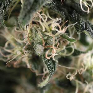 Trikoma Seeds Total Cheese Auto (aka Super Cheese Auto)...