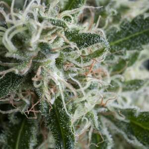 Trikoma Seeds Jack Herer Auto 5 pcs feminised