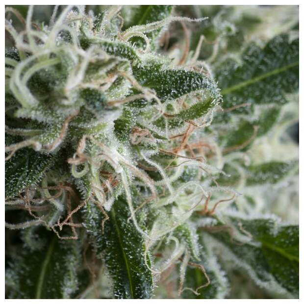Trikoma Seeds Jack Herer Auto 100 pcs feminised