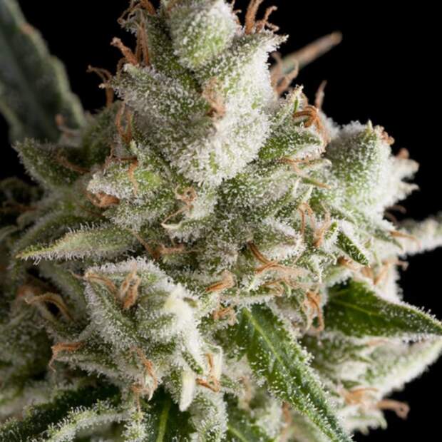 Trikoma Seeds The Palmar Auto 5 pcs feminised