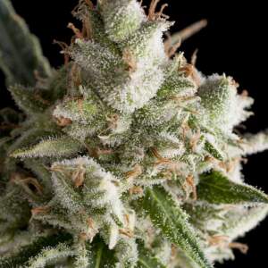 Trikoma Seeds The Palmar Auto 5 pcs feminised