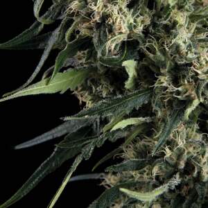 Trikoma Seeds Northern Lights Auto 5 pcs feminised