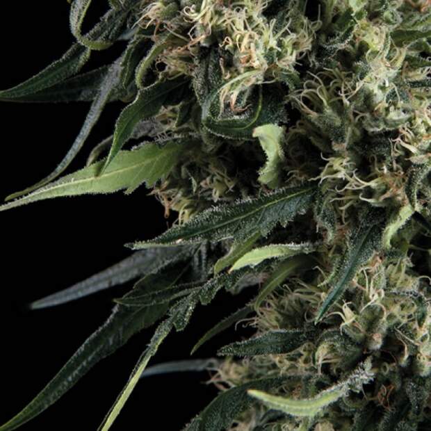 Trikoma Seeds Northern Lights Auto 100 pcs feminised