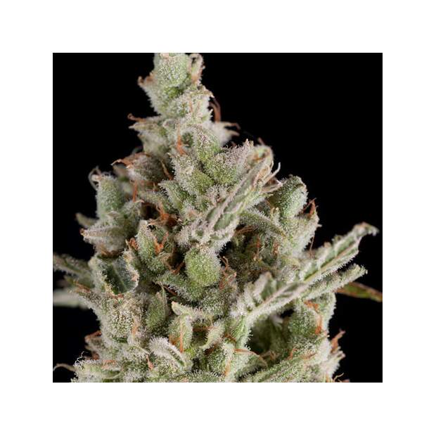 Trikoma Seeds Sweet Madness Auto 5 pcs feminised