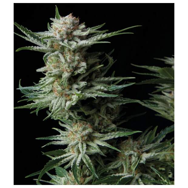 Trikoma Seeds Patagonia Auto 5 pcs feminised