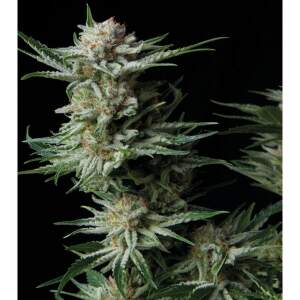 Trikoma Seeds Patagonia Auto 5 pcs feminised