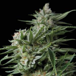Trikoma Seeds Sweet Madness CBD