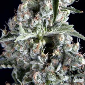 Trikoma Seeds Boca Negra