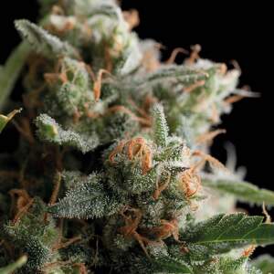 Trikoma Seeds Satans Bride