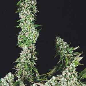 Trikoma Seeds OG Double Kush