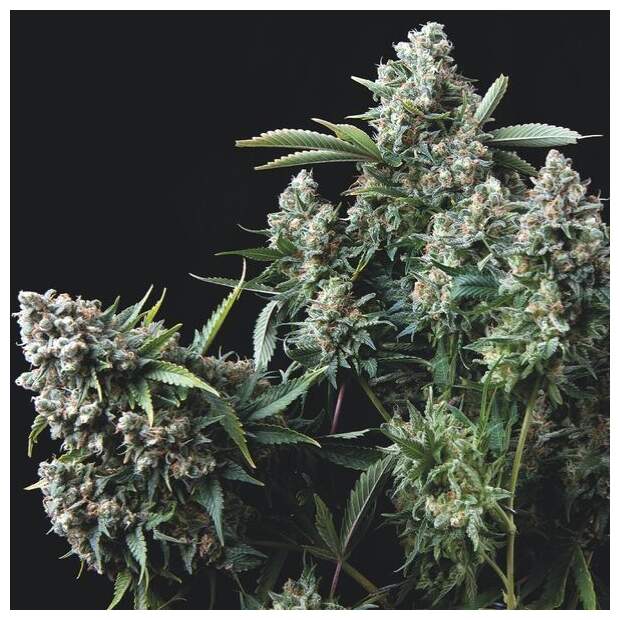 Trikoma Seeds Gelato