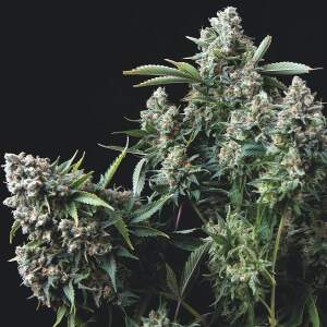 Trikoma Seeds Gelato