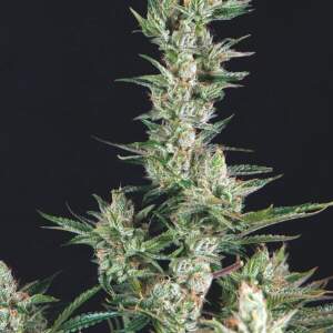 Trikoma Seeds OG Confidential