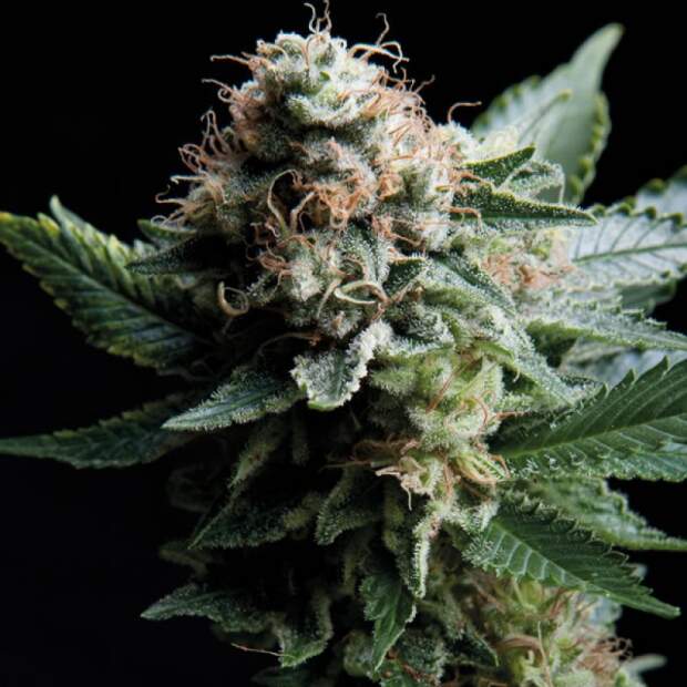 Trikoma Seeds White Widow CBD 5 Stk feminisiert