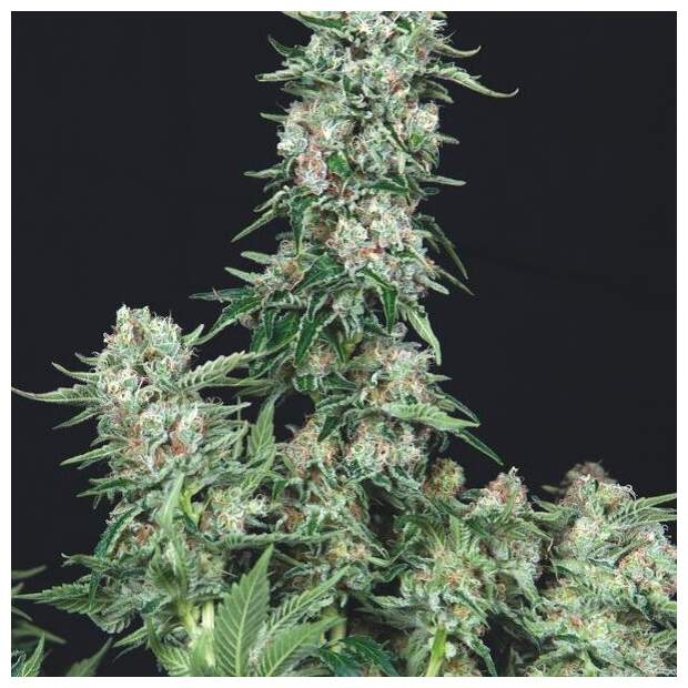 Trikoma Seeds American Cookies 5 pcs feminised