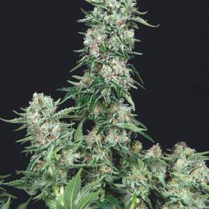 Trikoma Seeds American Cookies 5 pcs feminised