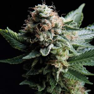 Trikoma Seeds White Widow 100 pcs feminised