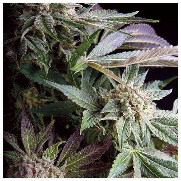 Trikoma Seeds Blueberry 100 Stk feminisiert