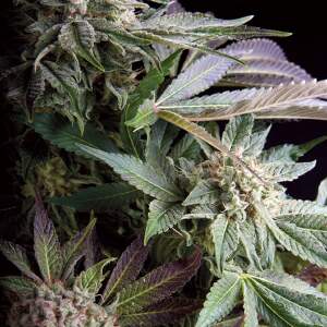 Trikoma Seeds Blueberry 100 pcs feminised