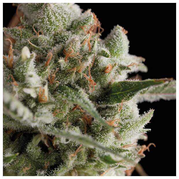Trikoma Seeds Total Cheese (aka Super Cheese) 100 Stk feminisiert