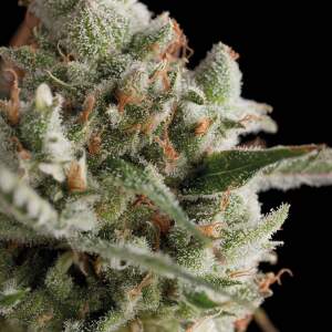 Trikoma Seeds Total Cheese (aka Super Cheese) 100 pcs...