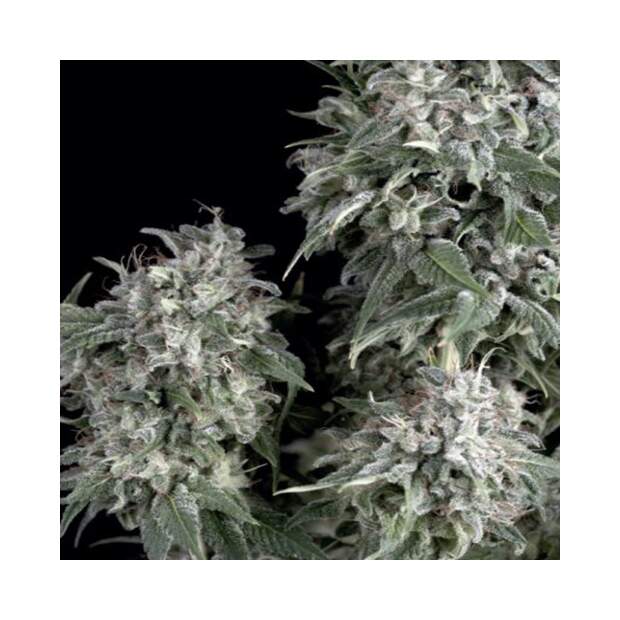 Trikoma Seeds The Palmar 100 Stk feminisiert