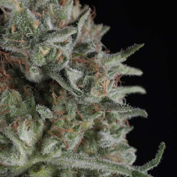 Trikoma Seeds Critical Plus 5 Stk feminisiert