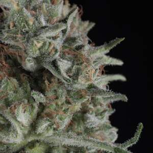 Trikoma Seeds Critical Plus 5 Stk feminisiert