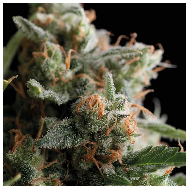 Trikoma Seeds Satans Bride 5 Stk feminisiert