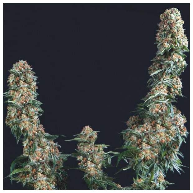 Trikoma Seeds Gorilla 5 pcs feminised