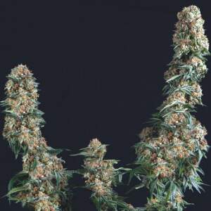 Trikoma Seeds Gorilla 5 Stk feminisiert