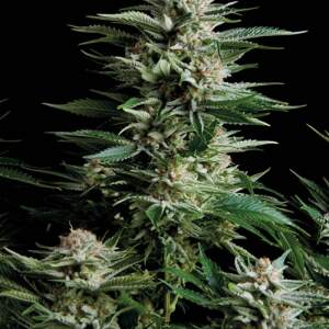 Trikoma Seeds Patagonia 5 Stk feminisiert