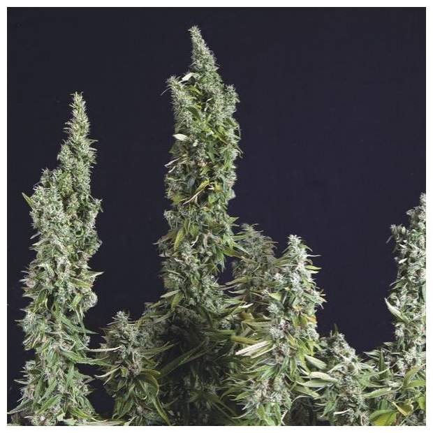 Trikoma Seeds Nicole OG Kush 5 pcs feminised