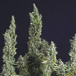 Trikoma Seeds Nicole OG Kush 5 pcs feminised
