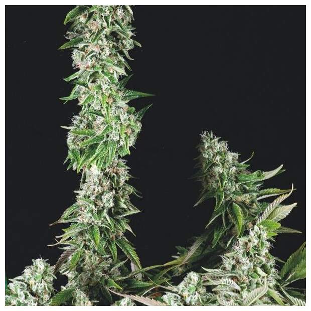 Trikoma Seeds OG Double Kush 5 Stk feminisiert