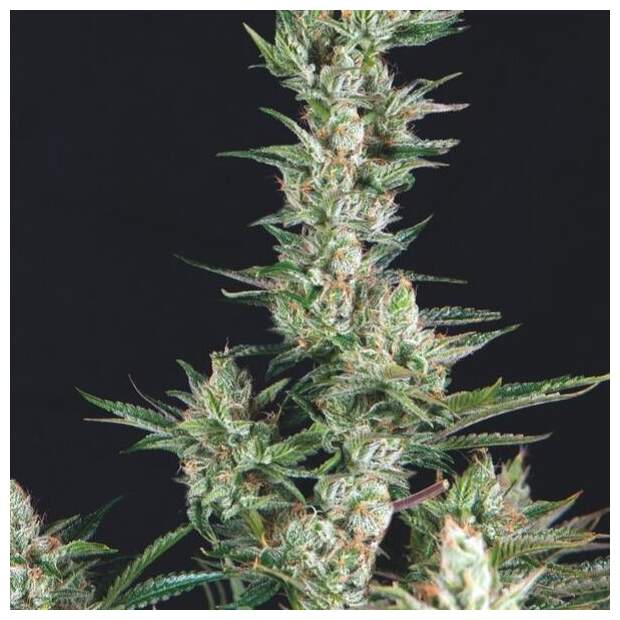 Trikoma Seeds OG Confidential 5 Stk feminisiert