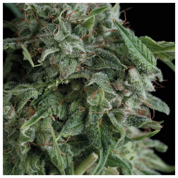 Trikoma Seeds AK-74 5 pcs feminised