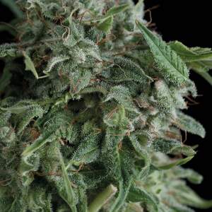 Trikoma Seeds AK-74 100 Stk feminisiert