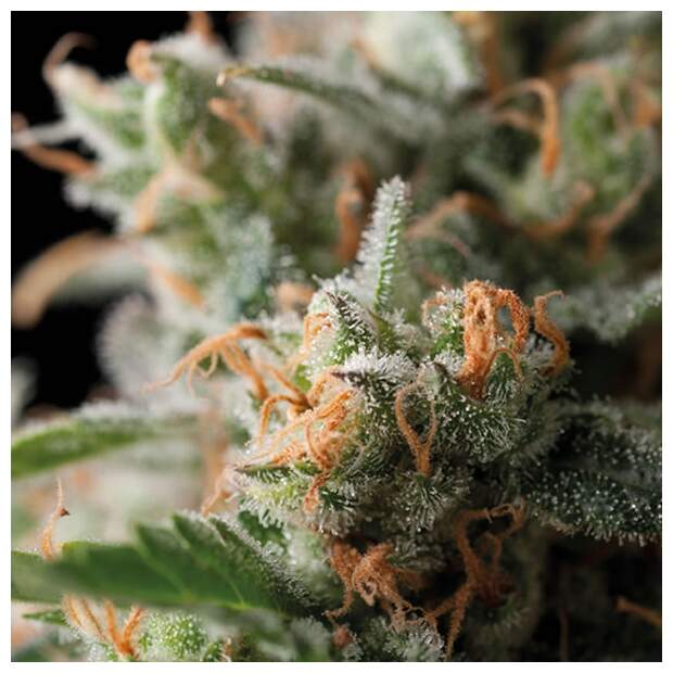 Trikoma Seeds Jack Herer 5 Stk feminisiert