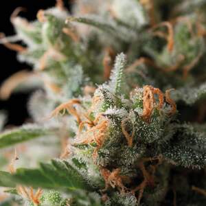 Trikoma Seeds Jack Herer 5 pcs feminised